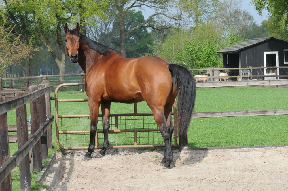 Chique 5-jarige grote merrie.