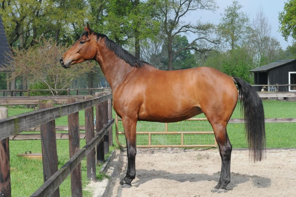 KWPN dressuurpaard Merrie 5 jaar te koop - Foto 6