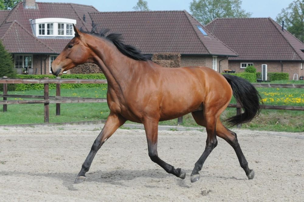 KWPN dressuurpaard Merrie 5 jaar te koop - Foto 3