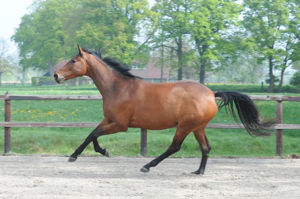 KWPN dressuurpaard Merrie 5 jaar te koop - Foto 5