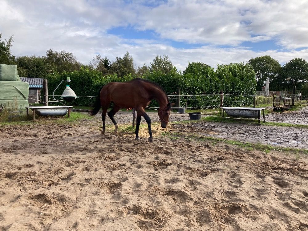 KWPN dressuurpaard Hengst 2 jaar Bruin te koop - Foto 2