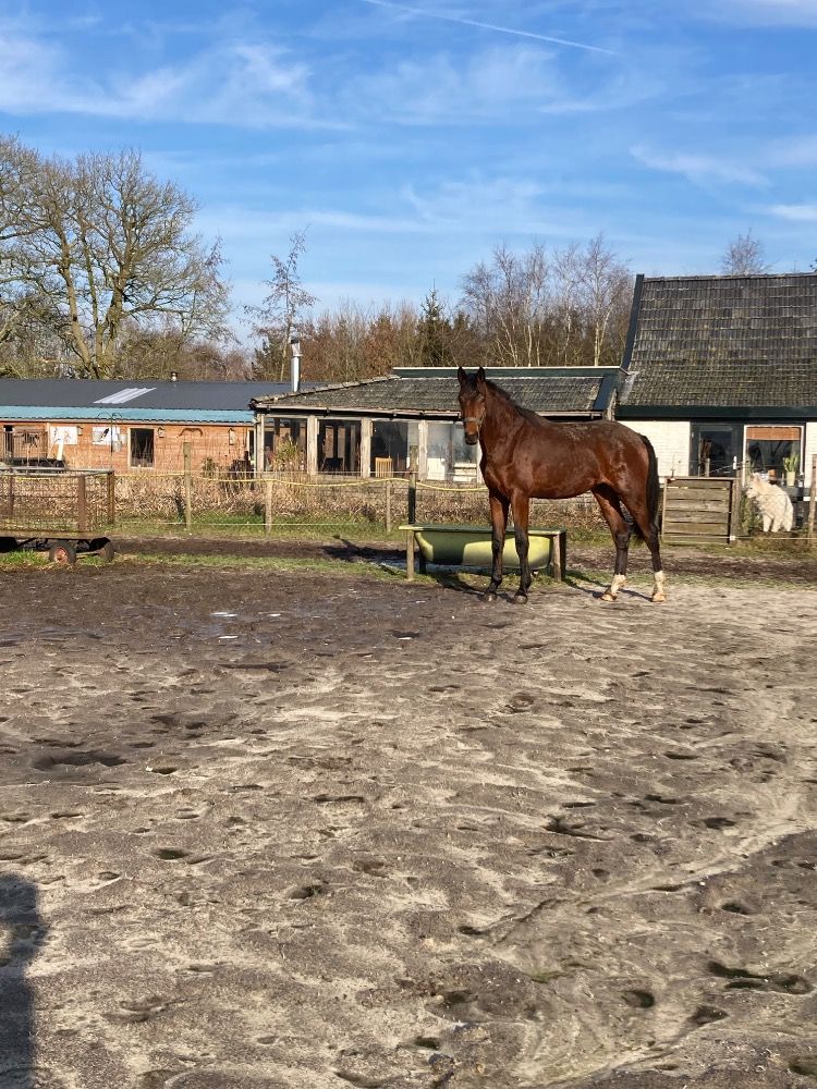 KWPN dressuurpaard Hengst 2 jaar Bruin te koop - Hoofdfoto