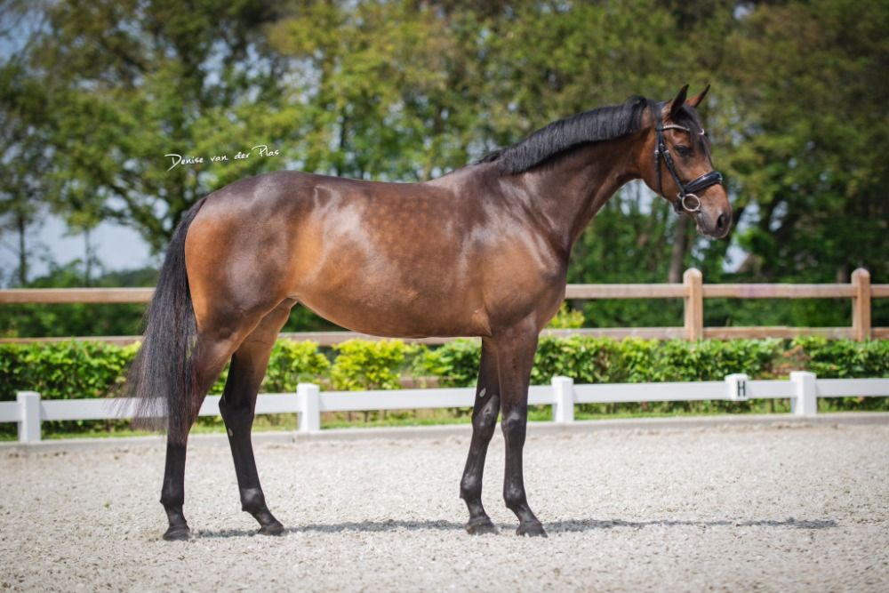 Elegante yegua de élite de doma de 8 años, pero también le gusta la variedad y el eventing.