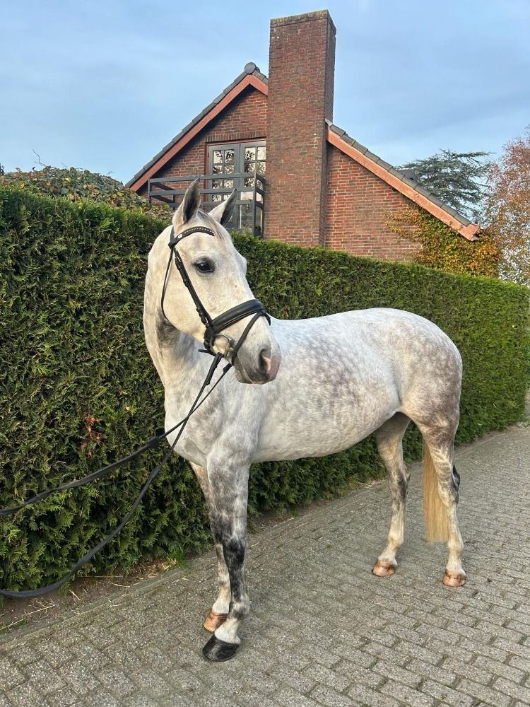 KWPN allrounder Merrie 8 jaar Schimmel te koop - Foto 2