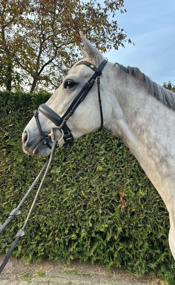 8 jarige Springpaard/Eventingpaard