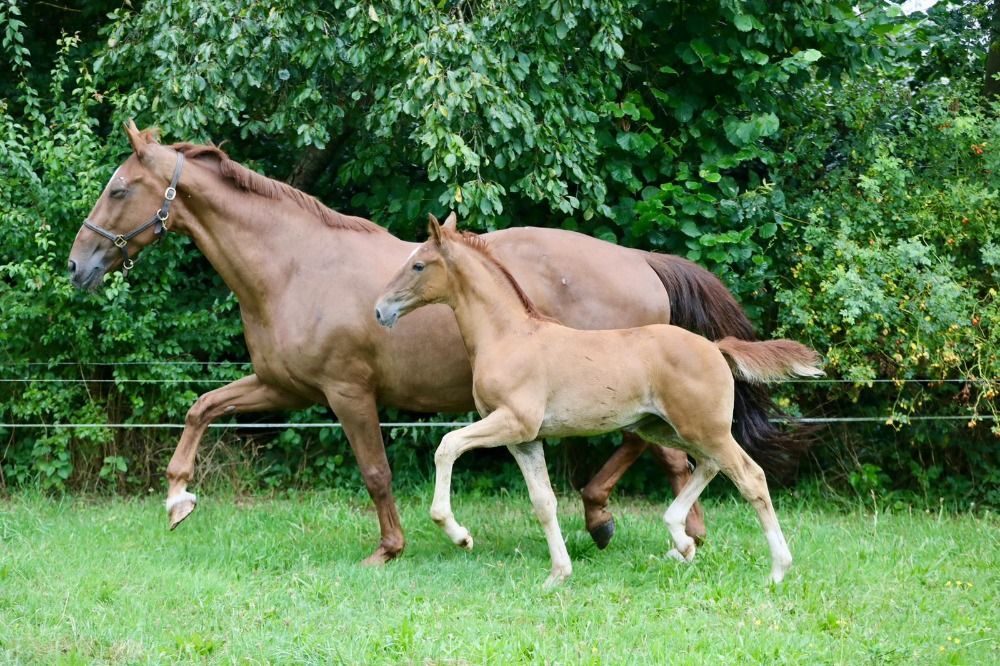 KWPN dressuurpaard Merrie 2 years old vos for sale - Photo 5