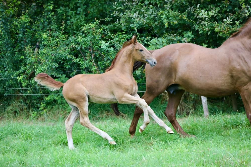 KWPN dressuurpaard Merrie 2 years old vos for sale - Photo 4