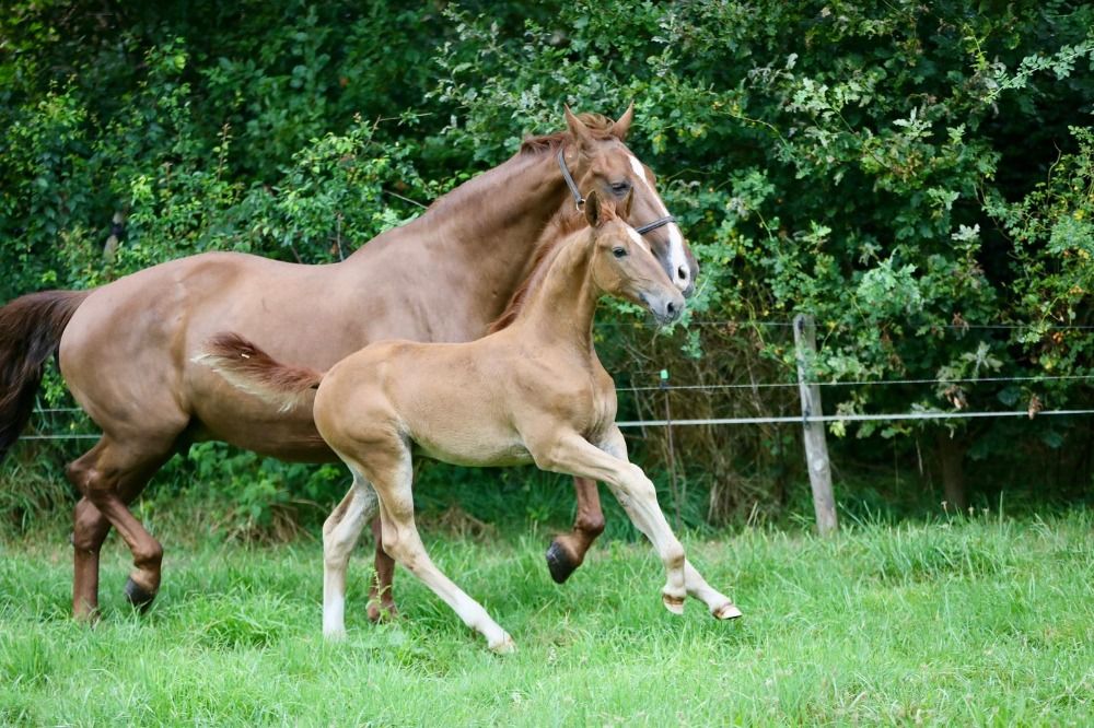 KWPN dressuurpaard Merrie 2 years old vos for sale - Photo 6