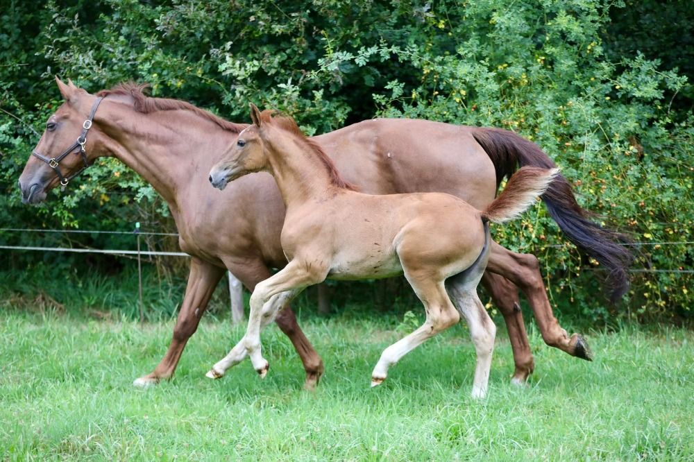 KWPN dressuurpaard Merrie 2 years old vos for sale - Photo 3