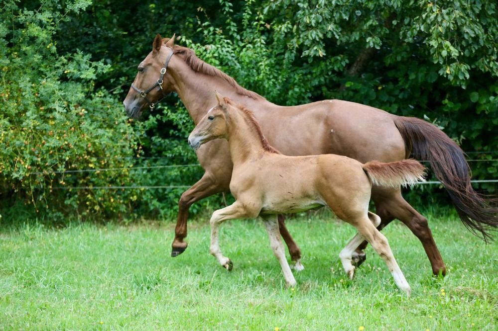 KWPN dressuurpaard Merrie 2 years old vos for sale - Photo 2