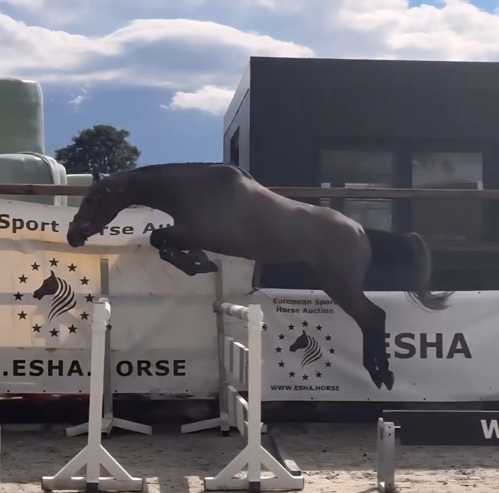Zangersheide springpaard Merrie 4 jaar Schimmel te koop - Foto 6