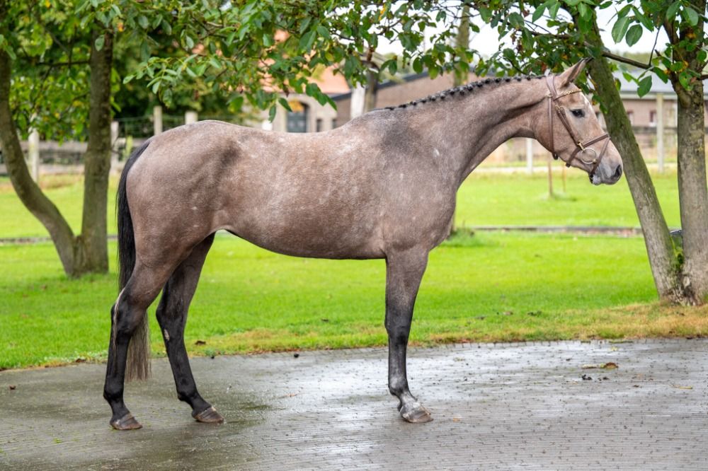 Zangersheide springpaard Merrie 4 jaar Schimmel te koop - Foto 3