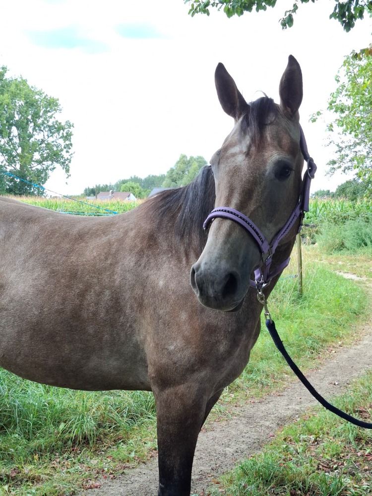 Zangersheide springpaard Merrie 4 jaar Schimmel te koop - Foto 4
