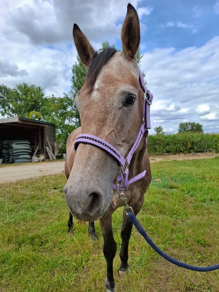 Zangersheide springpaard Merrie 4 jaar Schimmel te koop - Foto 2