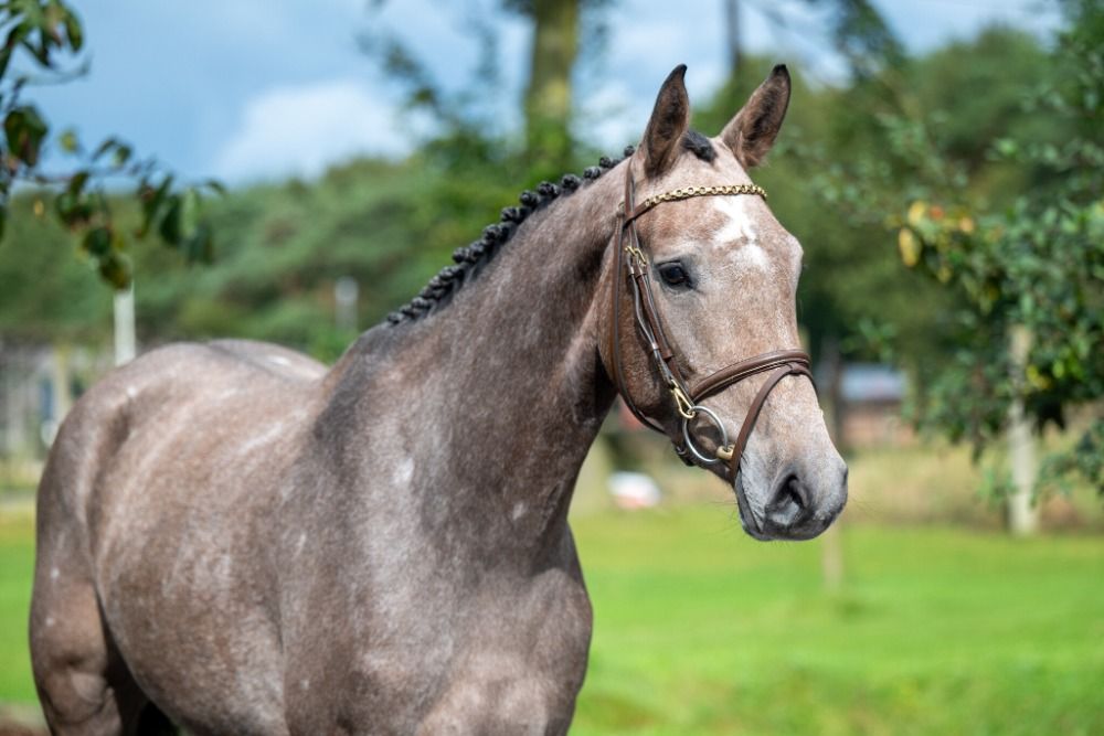 Zangersheide springpaard Merrie 4 jaar Schimmel te koop - Hoofdfoto