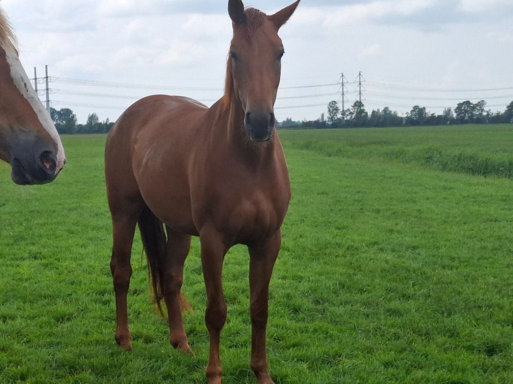 KWPN springpaard Merrie 3 jaar Vos te koop - Foto 3