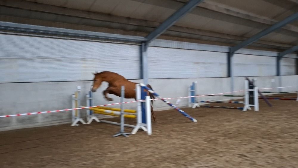 KWPN springpaard Merrie 3 jaar Vos te koop - Foto 4