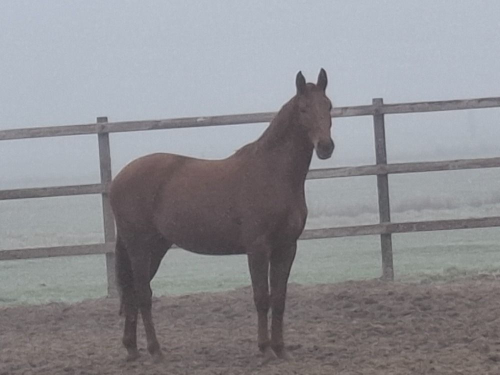 KWPN springpaard Merrie 3 jaar Vos te koop - Foto 2