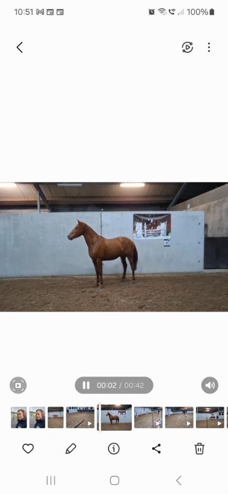 KWPN springpaard Merrie 3 jaar Vos te koop - Hoofdfoto