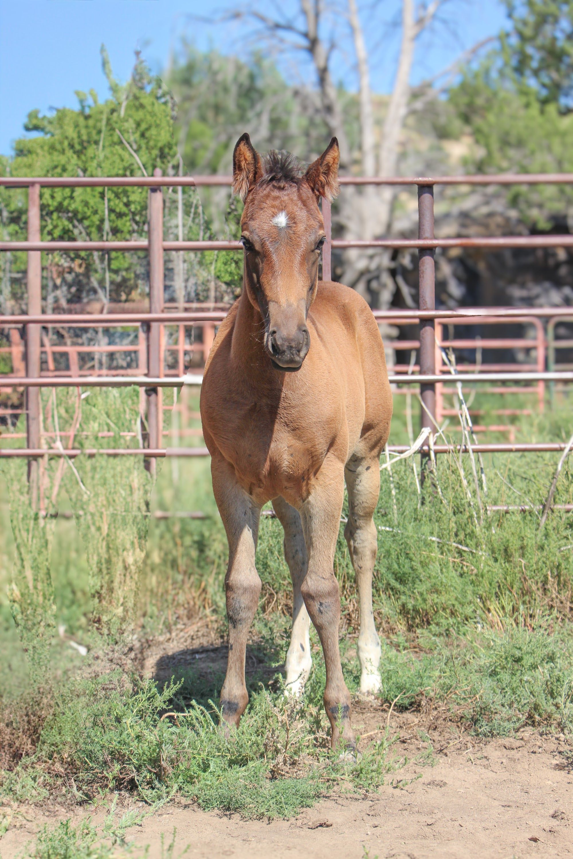 quarter-horse western-paard hengst 2 år till salu - Foto 2