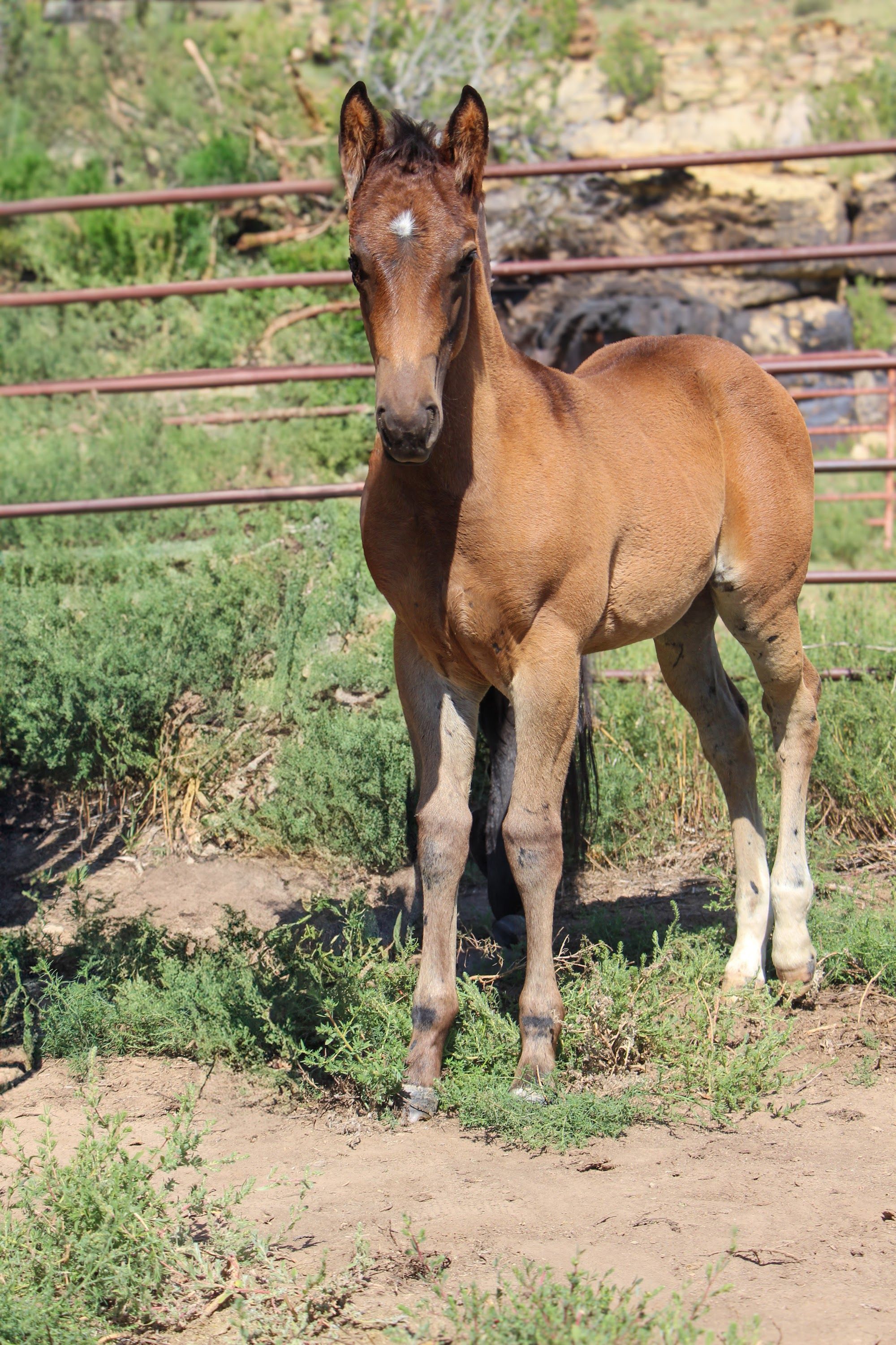 quarter-horse western-paard hengst 2 år till salu - Foto 3