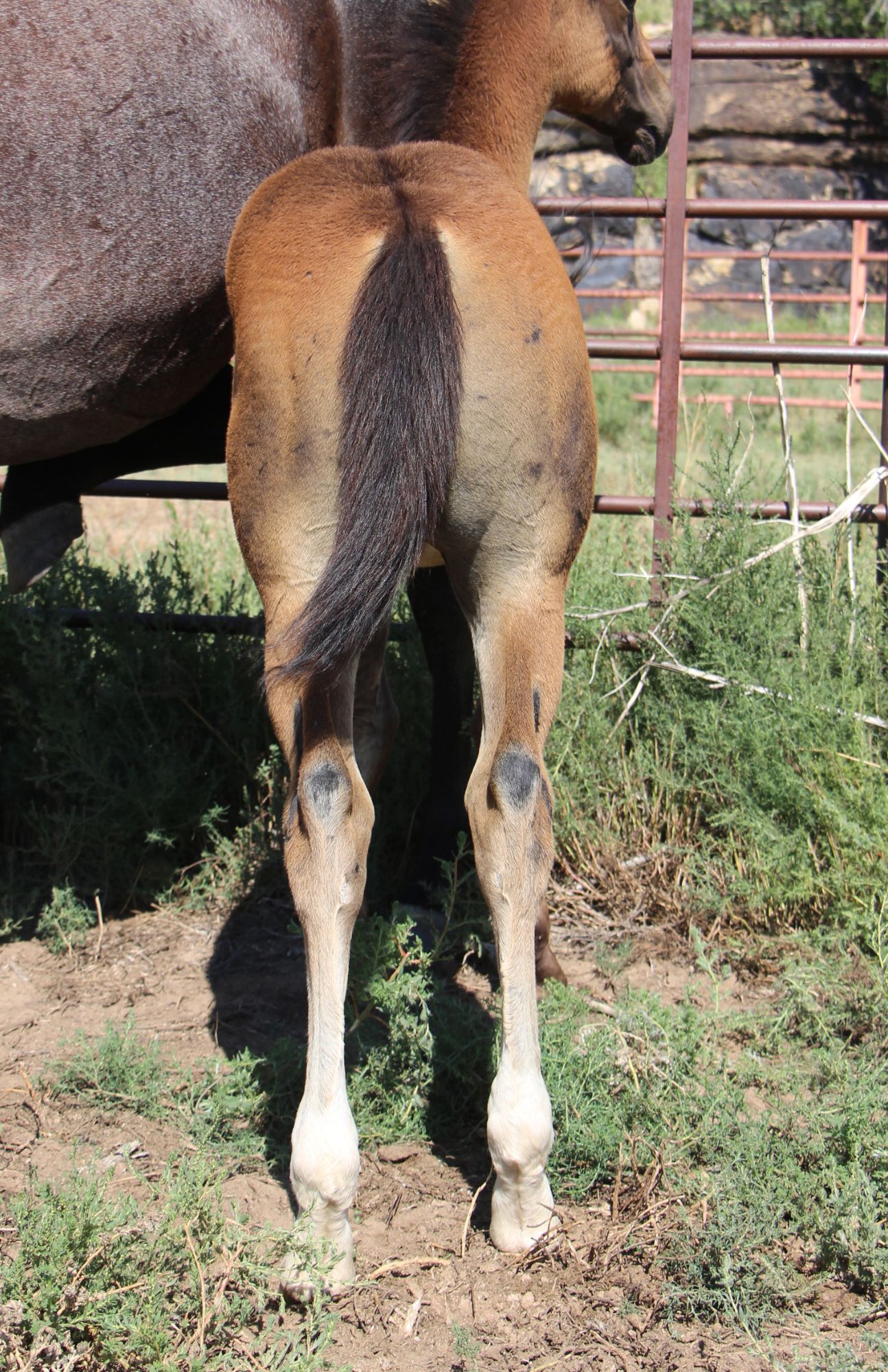 quarter-horse western-paard hengst 2 år till salu - Foto 4