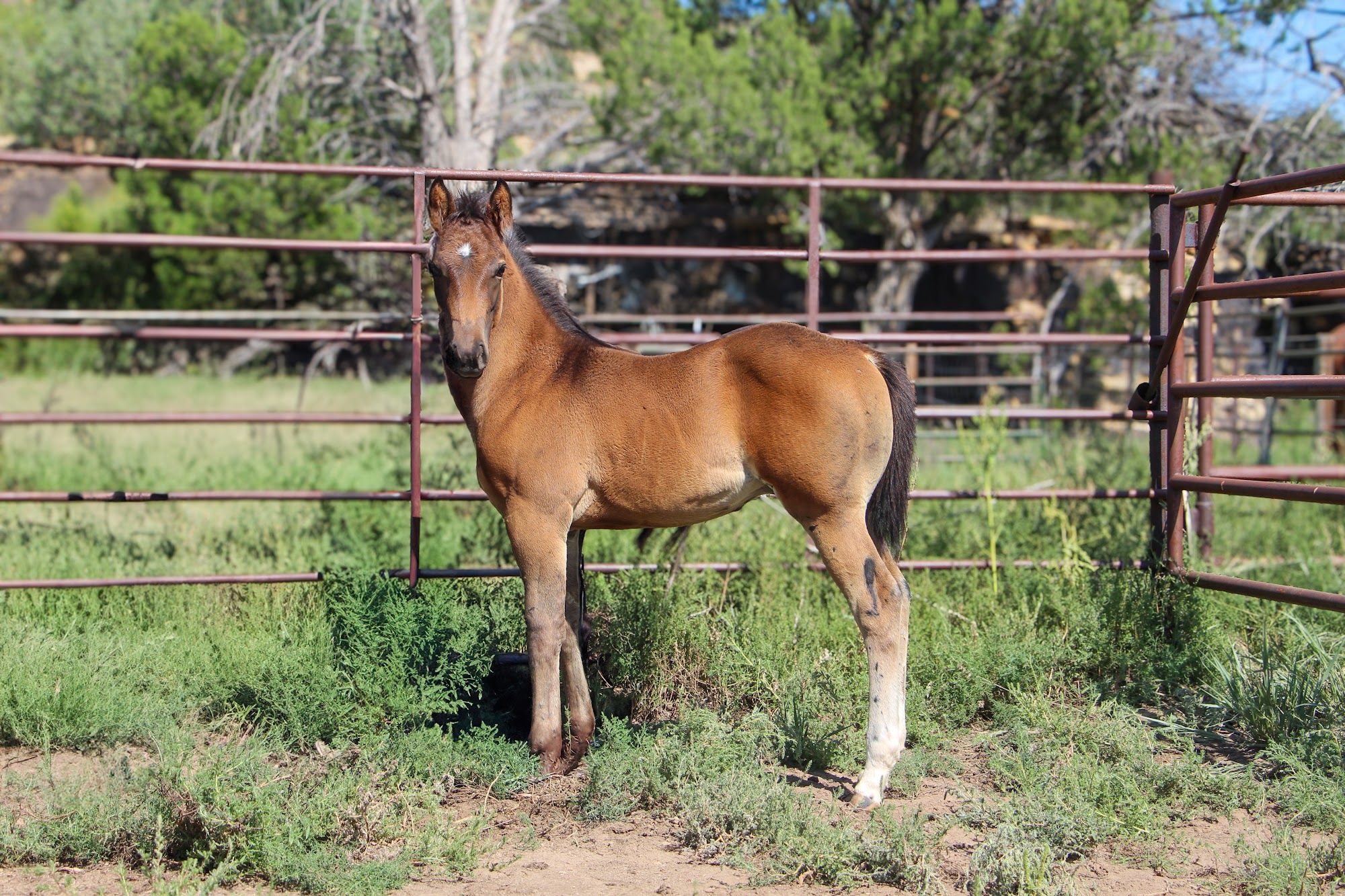 quarter-horse western-paard hengst 2 år till salu - Foto 5