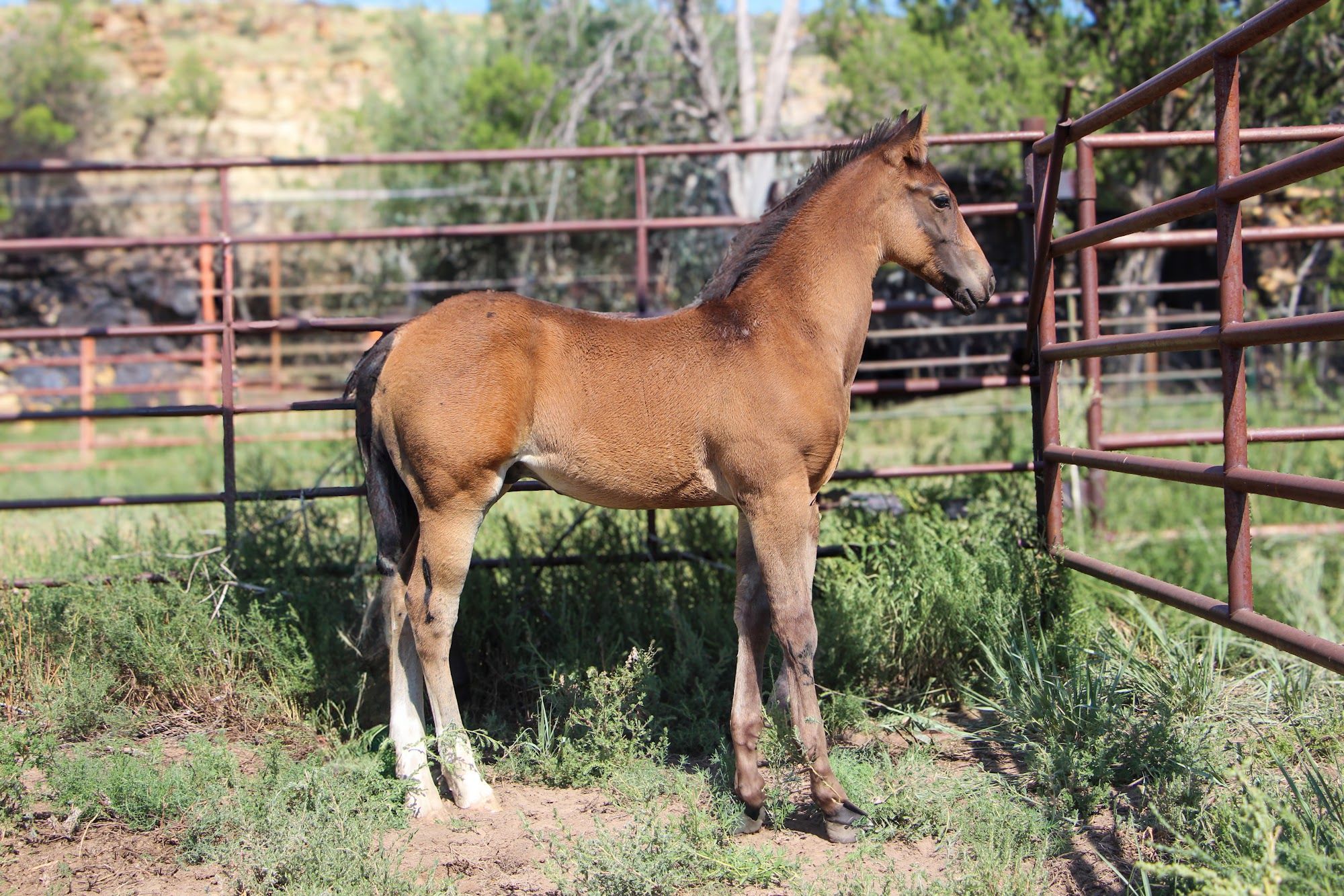 quarter-horse western-paard hengst 2 år till salu - Foto 6