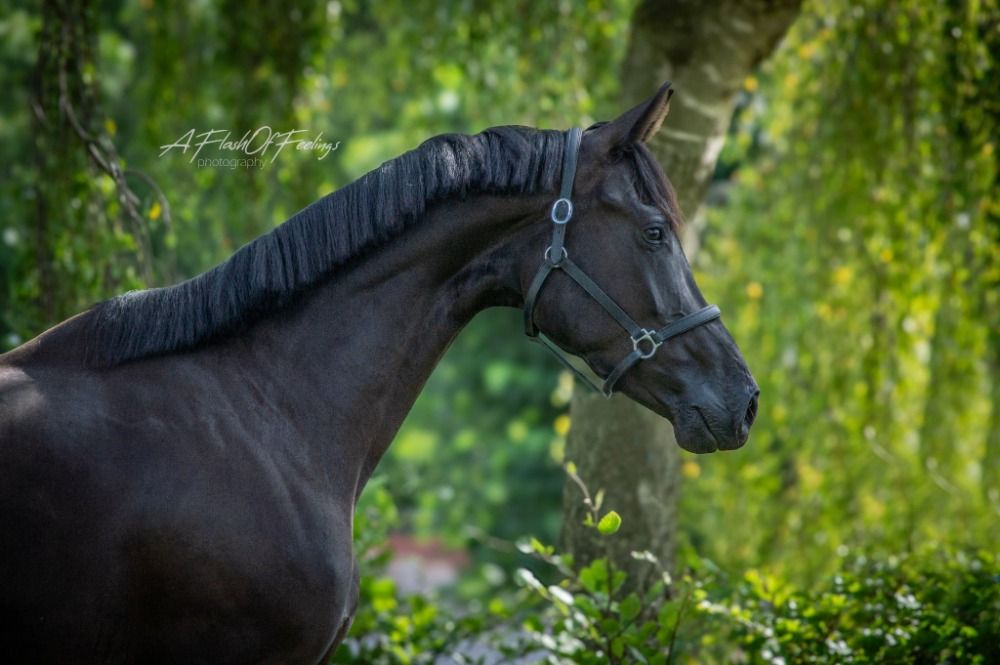 KWPN dressuurpaard Merrie 3 jaar Zwart te koop - Foto 2