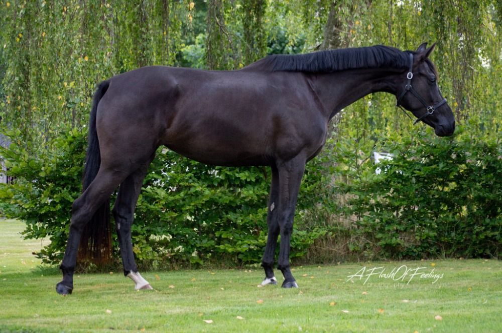 KWPN dressuurpaard Merrie 3 jaar Zwart te koop - Foto 3