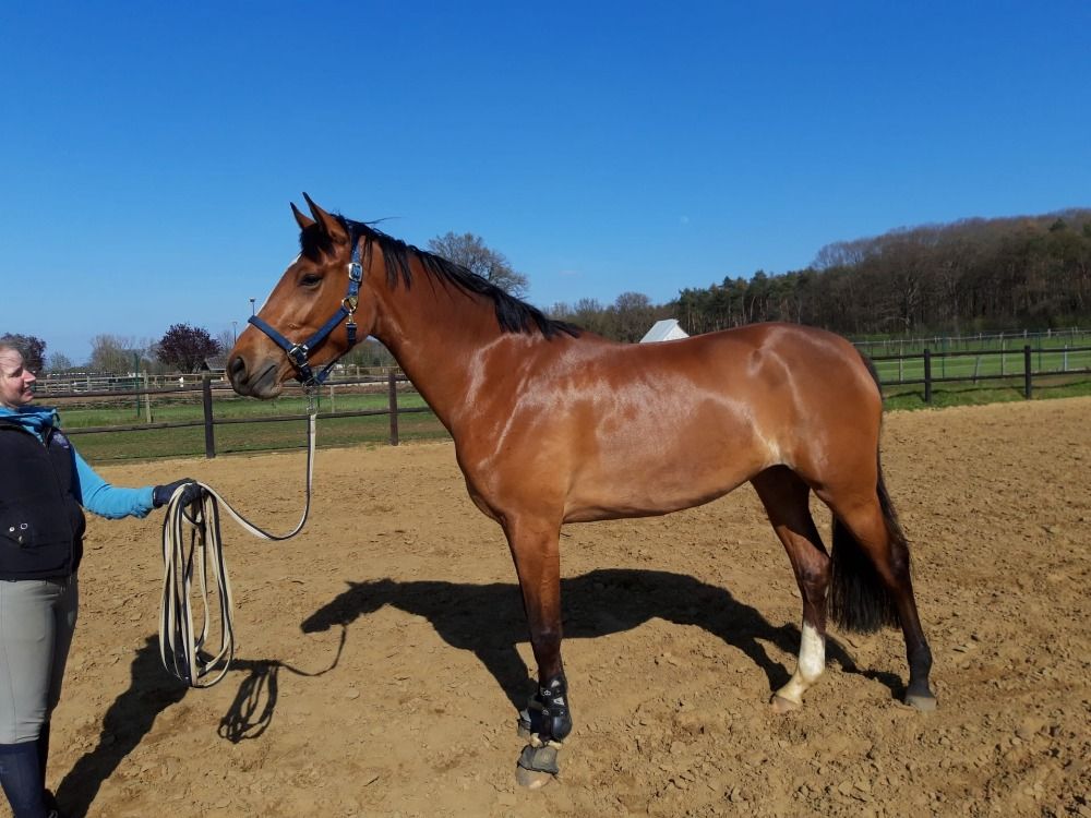 Zangersheide fokmerrie Merrie 13 years old Donkerbruin for sale - Photo 2