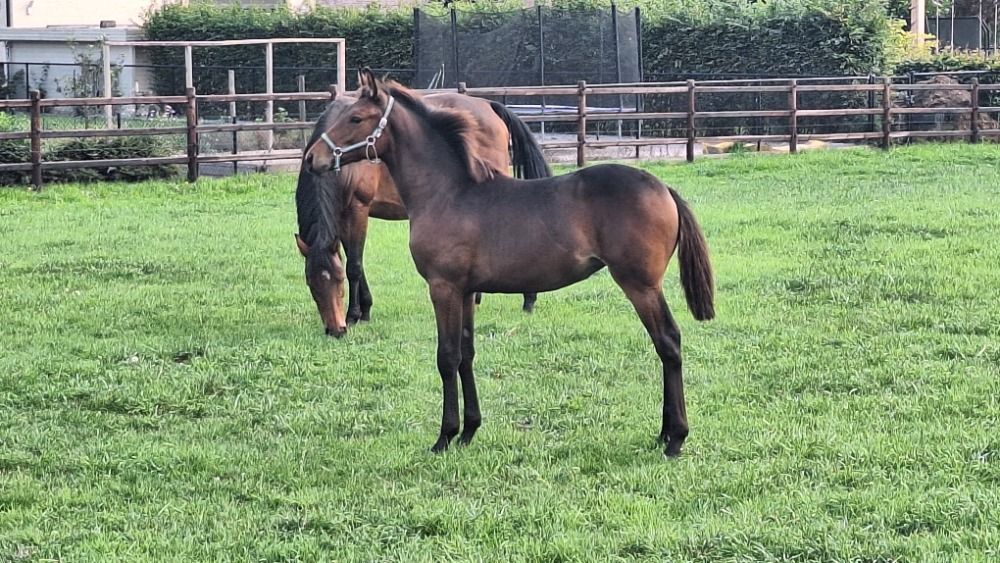 Zangersheide fokmerrie Merrie 13 years old Donkerbruin for sale - Photo 5