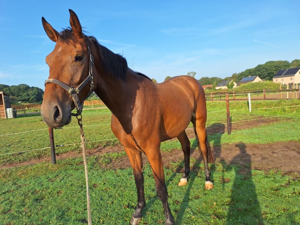Zangersheide fokmerrie Merrie 13 years old Donkerbruin for sale - Photo 3