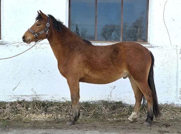 Estonian Native Horse show jumping stallion 22.07.2023 歳 Chestnut 売り出し中 - 写真 6