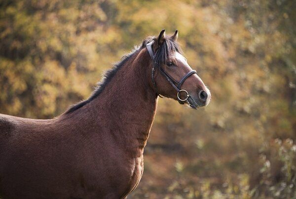 Estonian Native Horse show jumping stallion 22.07.2023 歳 Chestnut 売り出し中 - 写真 4