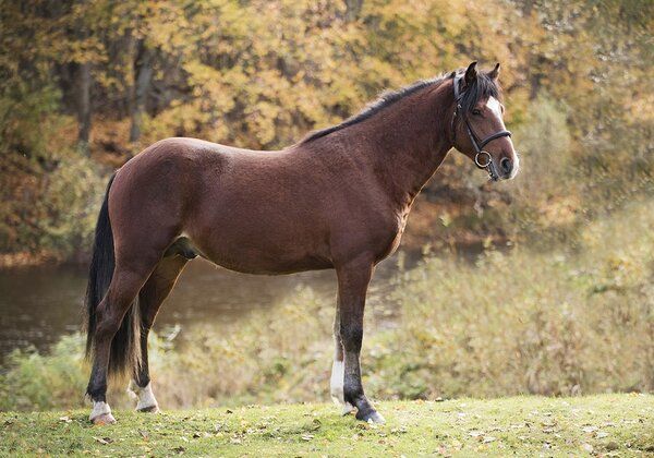 Estonian Native Horse show jumping stallion 22.07.2023 歳 Chestnut 売り出し中 - 写真 3