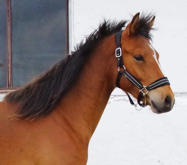 Estonian Native Horse show jumping stallion 22.07.2023 歳 Chestnut 売り出し中 - 写真 5