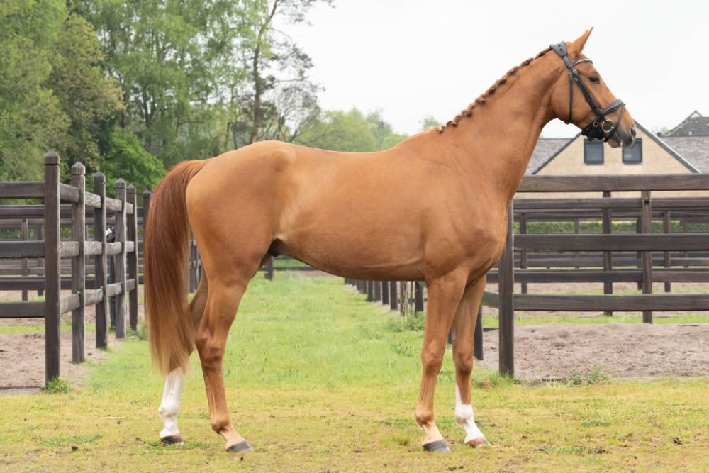 BWP dressuurpaard Ruin 3 jaar te koop - Foto 3