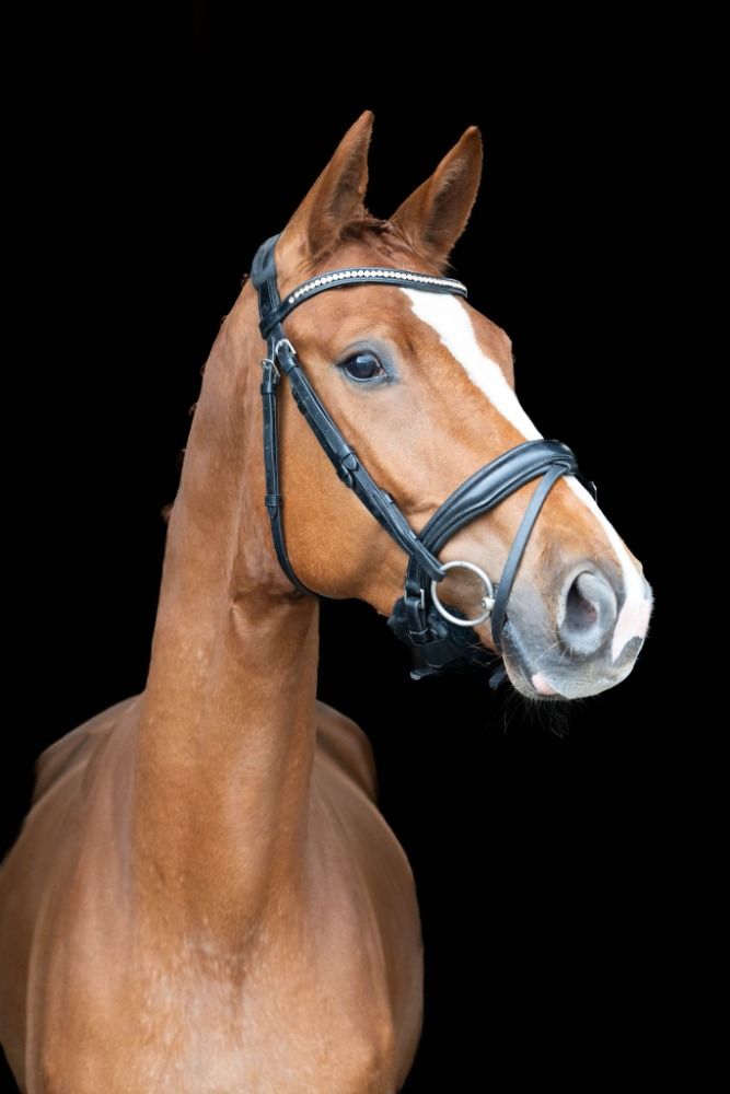 Leuke 3 jarige Ruin Sunnyboy Van De Kempenhoeve x Glock's Toto Jr