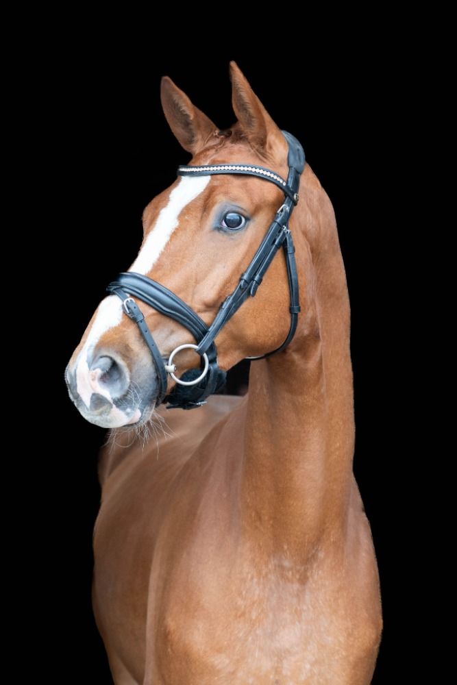 BWP dressuurpaard Ruin 3 jaar te koop - Foto 2