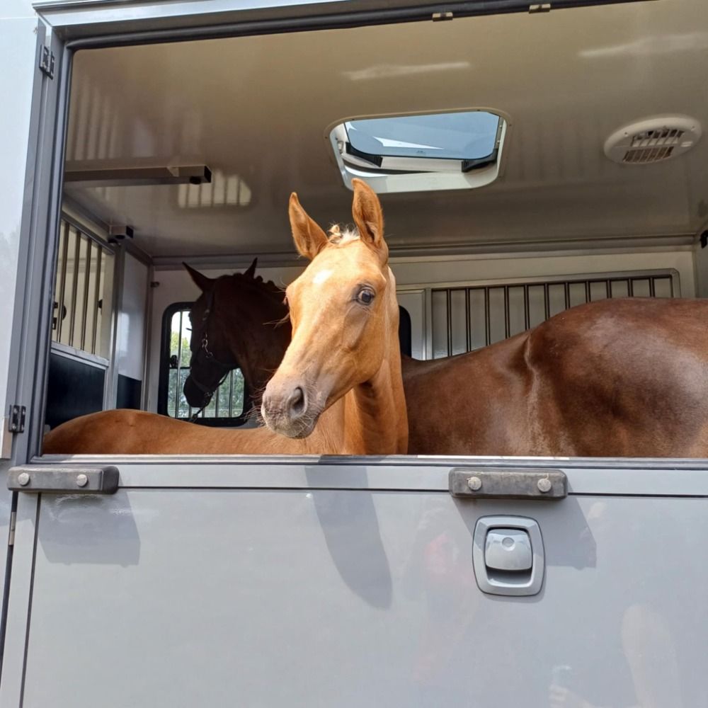 dressuurpaard Hengst Palomino te koop - Hoofdfoto