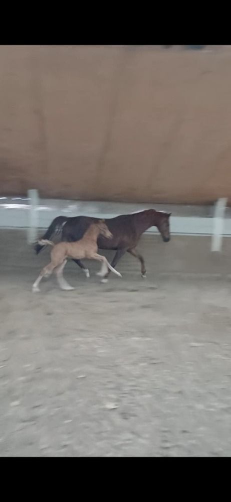 dressuurpaard Hengst Palomino te koop - Foto 2