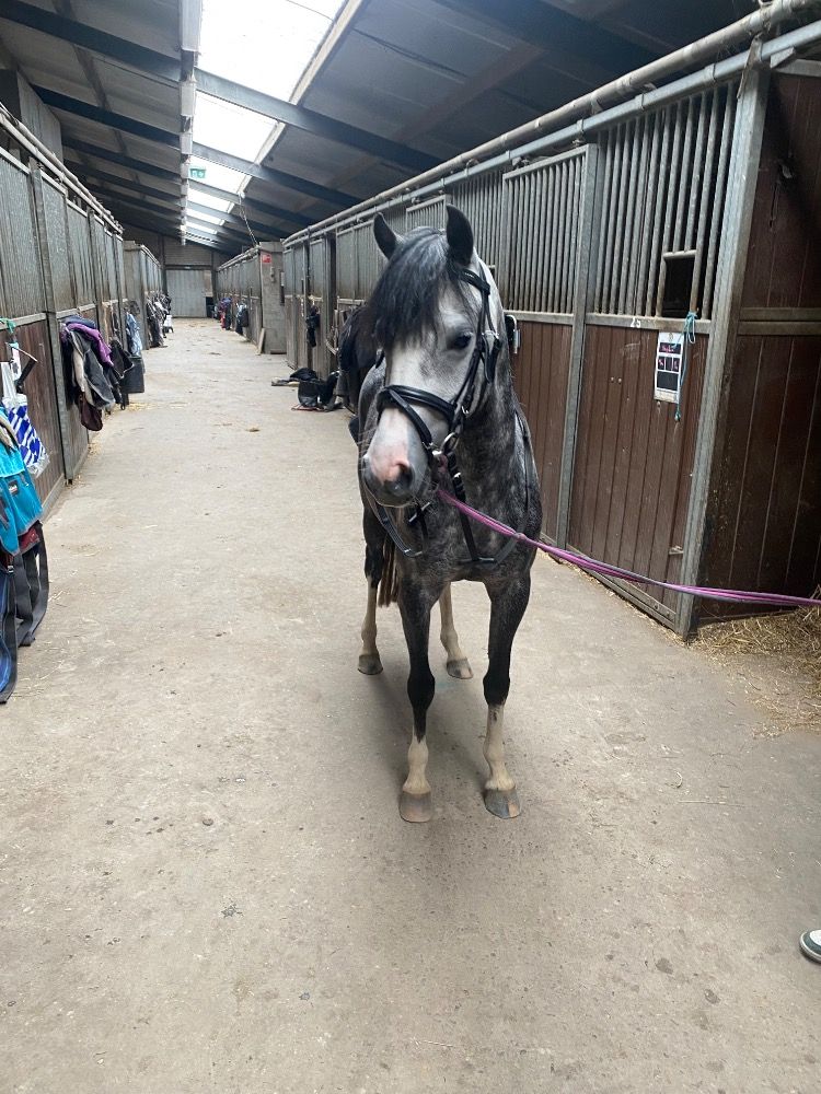allround-pony Merrie 5 jaar Schimmel te koop - Foto 4