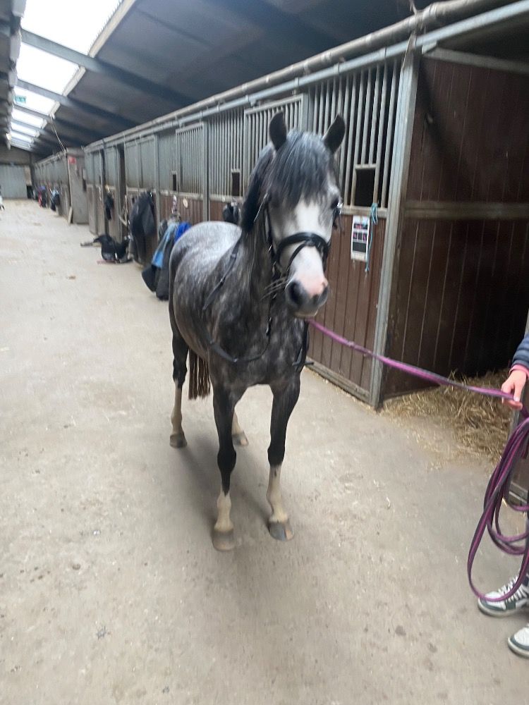 allround-pony Merrie 5 jaar Schimmel te koop - Foto 2