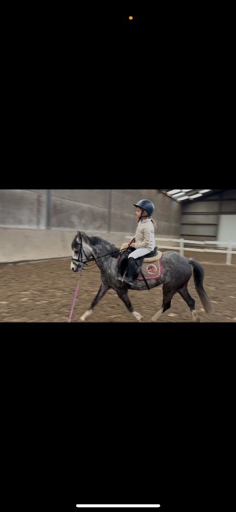 allround-pony Merrie 5 jaar Schimmel te koop - Foto 3