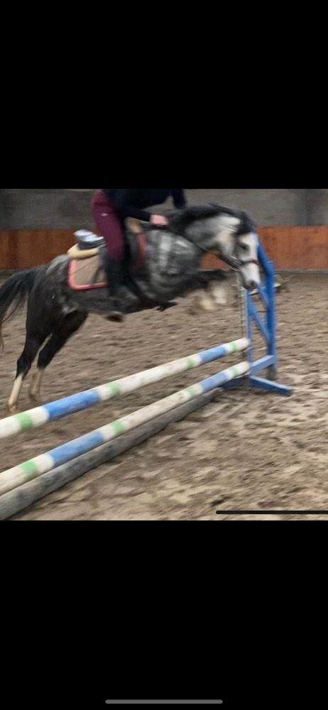 Brave 5 jarige B pony te koop