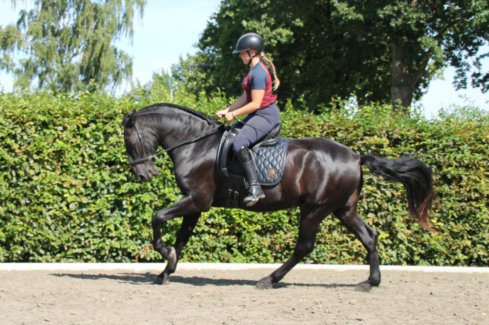Ander stamboek paard Ruin 5 jaar Zwart te koop - Foto 5