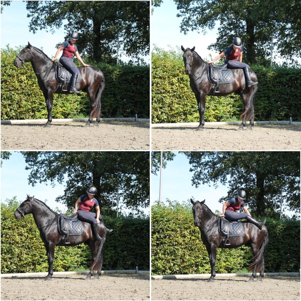 Ander stamboek paard Ruin 5 jaar Zwart te koop - Foto 6