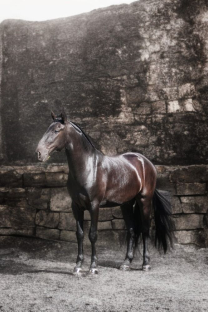 Ander stamboek paard Ruin 5 jaar Zwart te koop - Foto 2