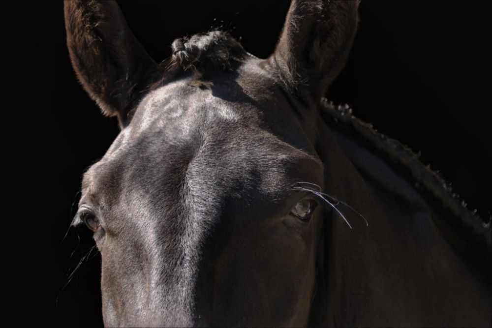 Ander stamboek paard Ruin 5 jaar Zwart te koop - Foto 3